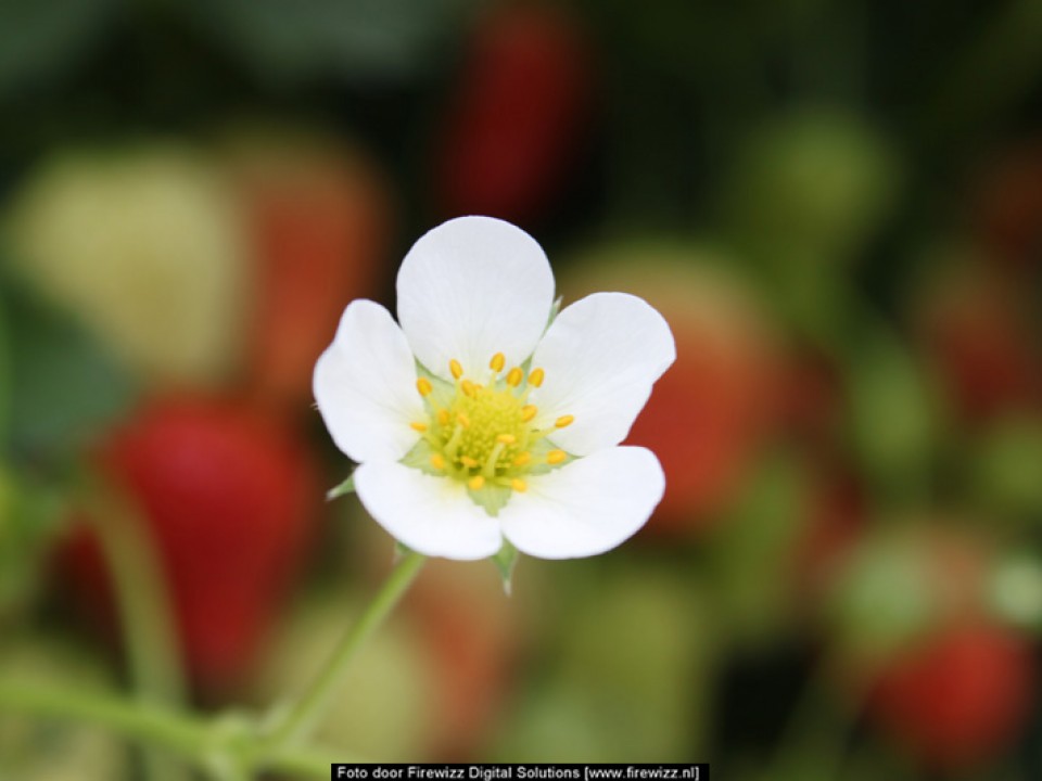 aardbei_bloem.jpg