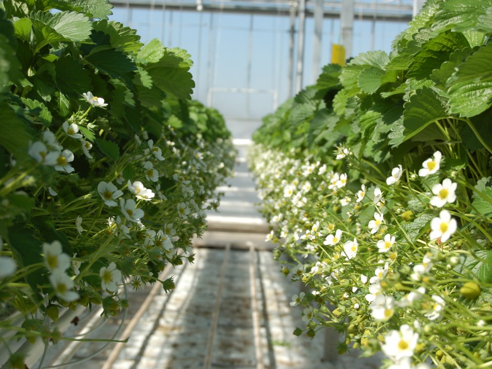 aardbeiaprilmei2007006.jpg
