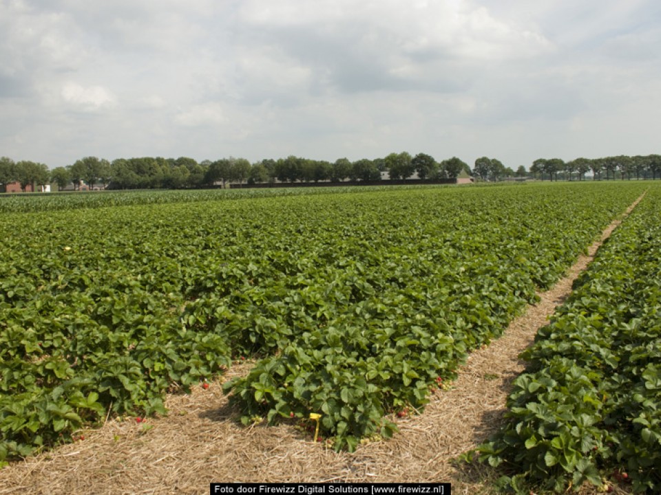 aardbeien_veld.jpg