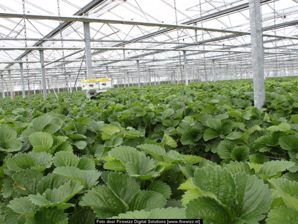 aardbeienkas_vol_planten.jpg