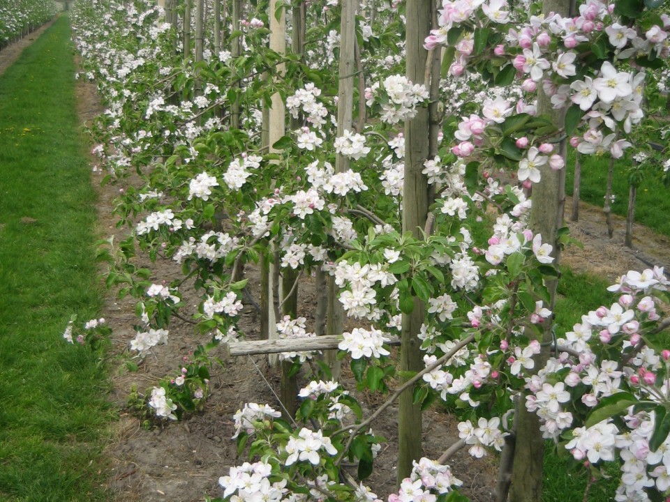 appelbomen_in_bloei.jpg