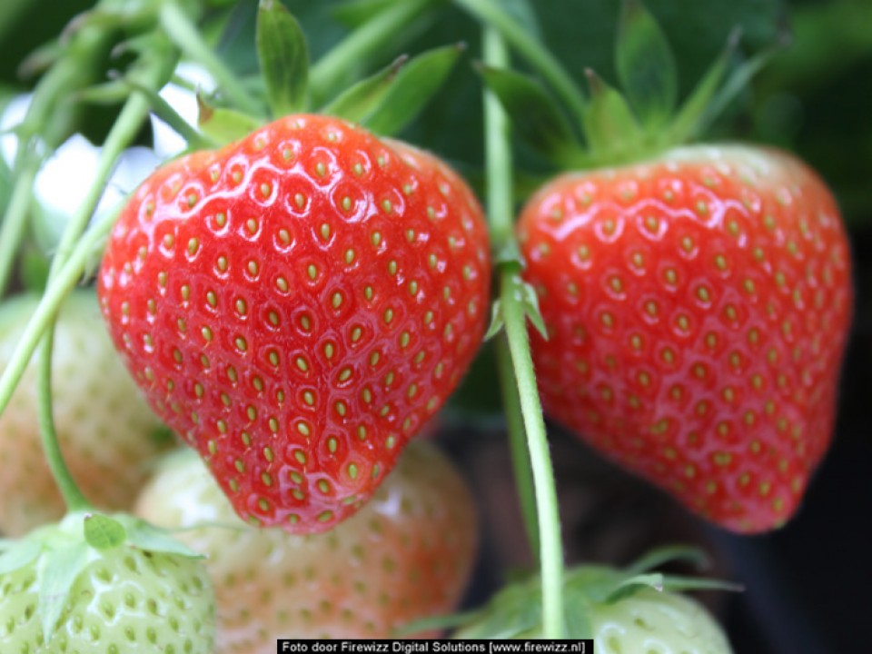 close-up_aardbei.jpg