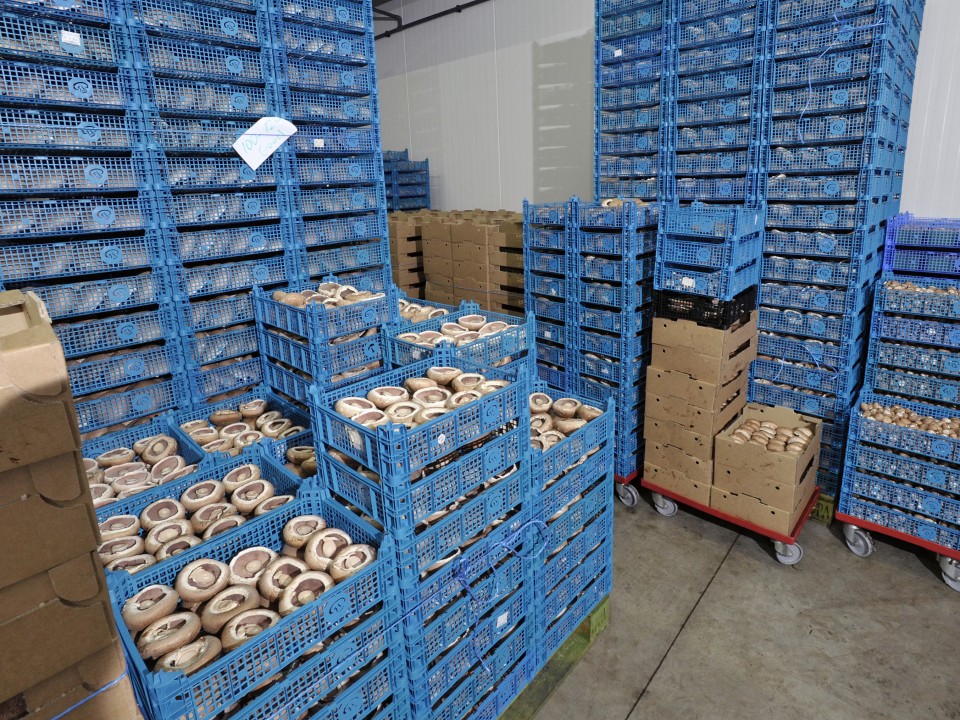 voske.uden.19.jpg