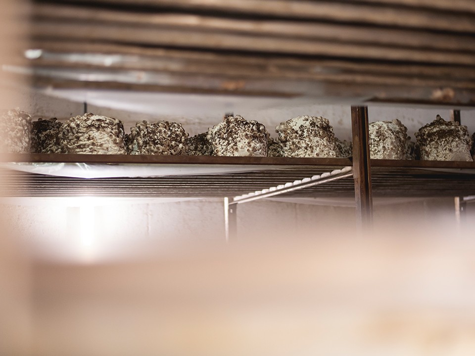 fotoalbum_shiitake3.jpg